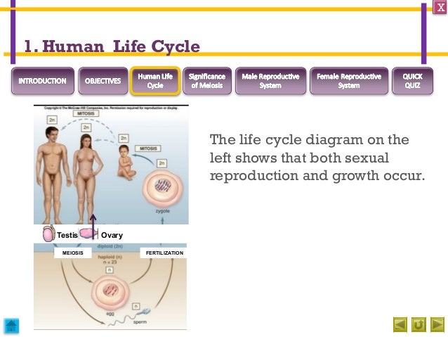 reproduction Reproduction sexual in humans reproduction Reproduction sexual in humans